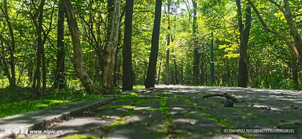 林蔭青苔小路