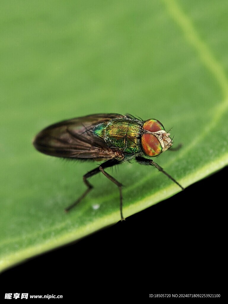 蠅蟲