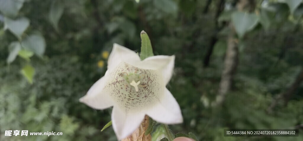野生花卉