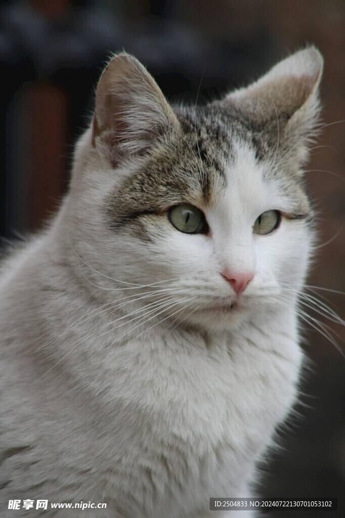 猫摄影图 其他生物 生物世界 摄影图库 昵图网