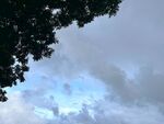 樹下天空