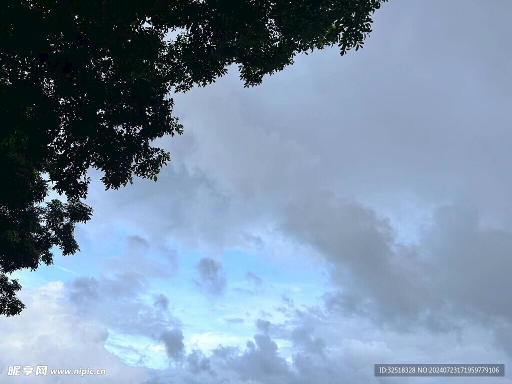 樹下天空