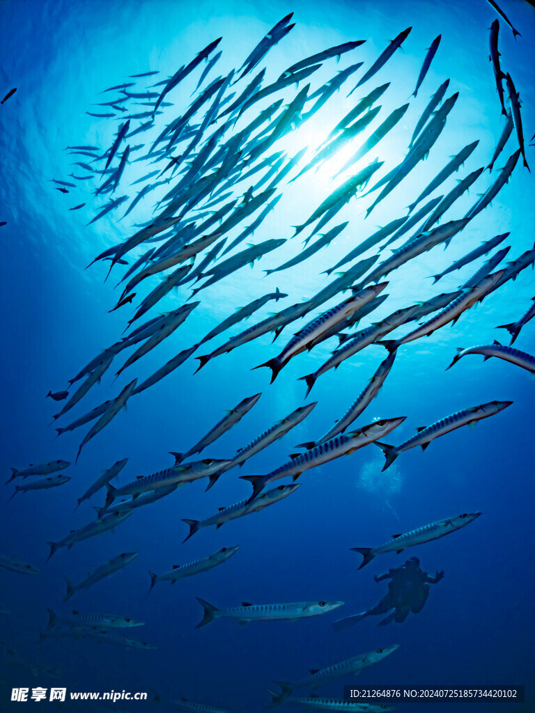 大海魚群