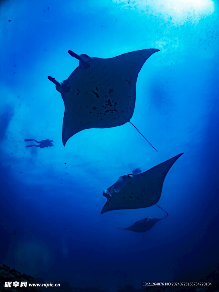 魔鬼魚