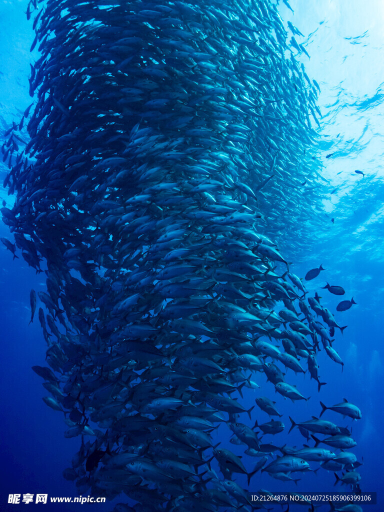 魚群