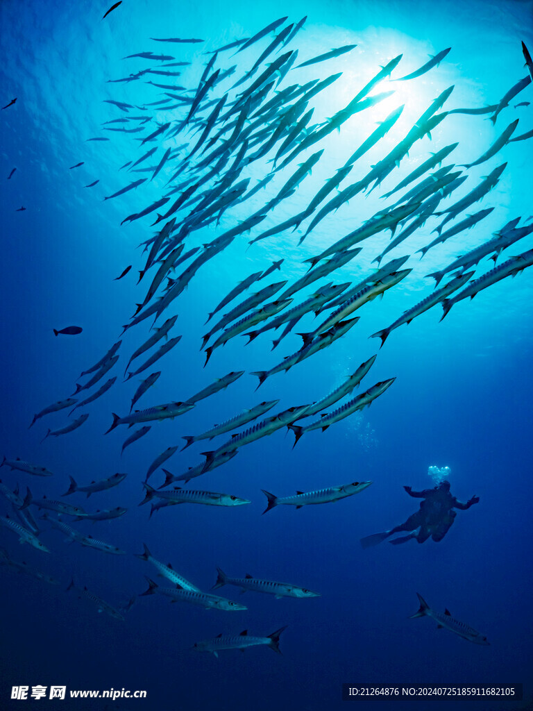 大海魚群