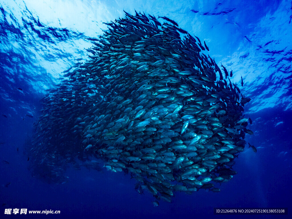 魚群