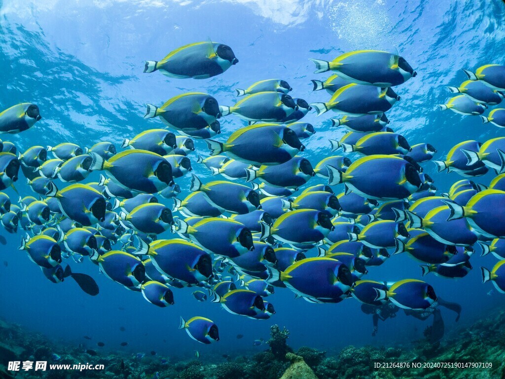 魚群