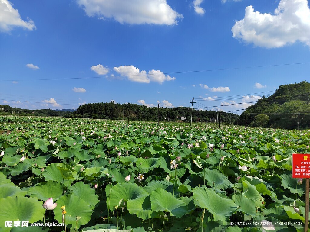 荷花
