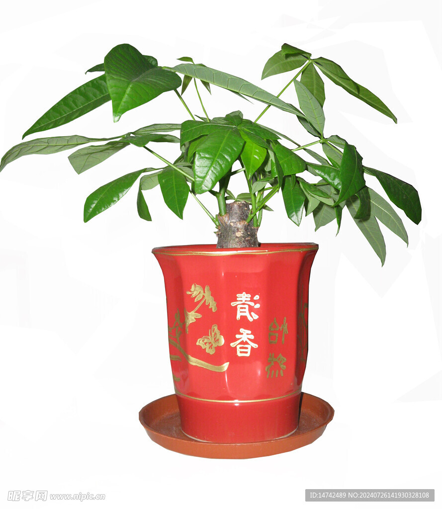 盆栽樹