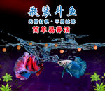 瓶裝斗魚