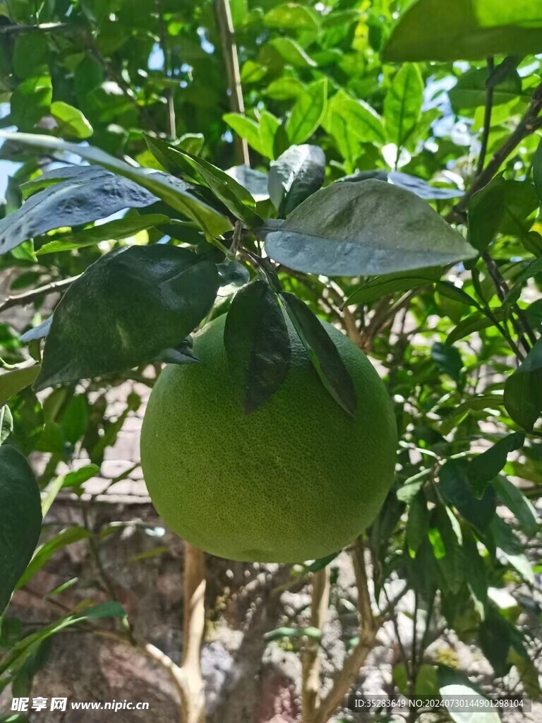柚子