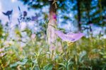 路邊小花