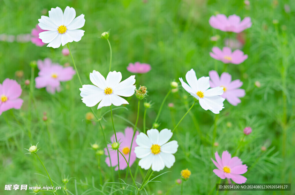 格桑花圖片