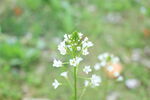 澤珍珠菜