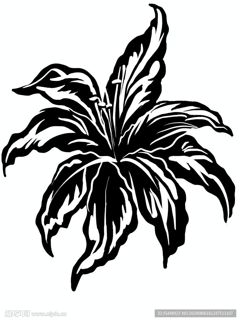 百合花
