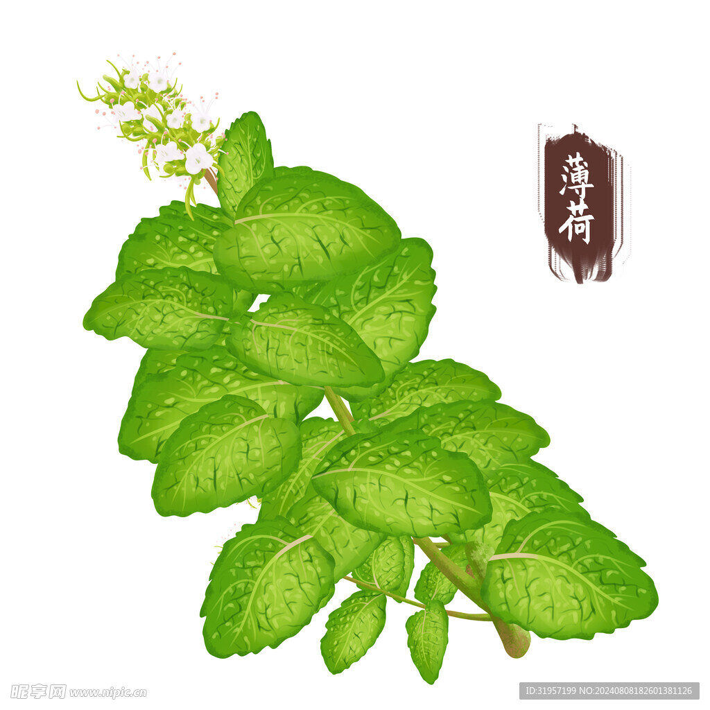 手繪薄荷中藥