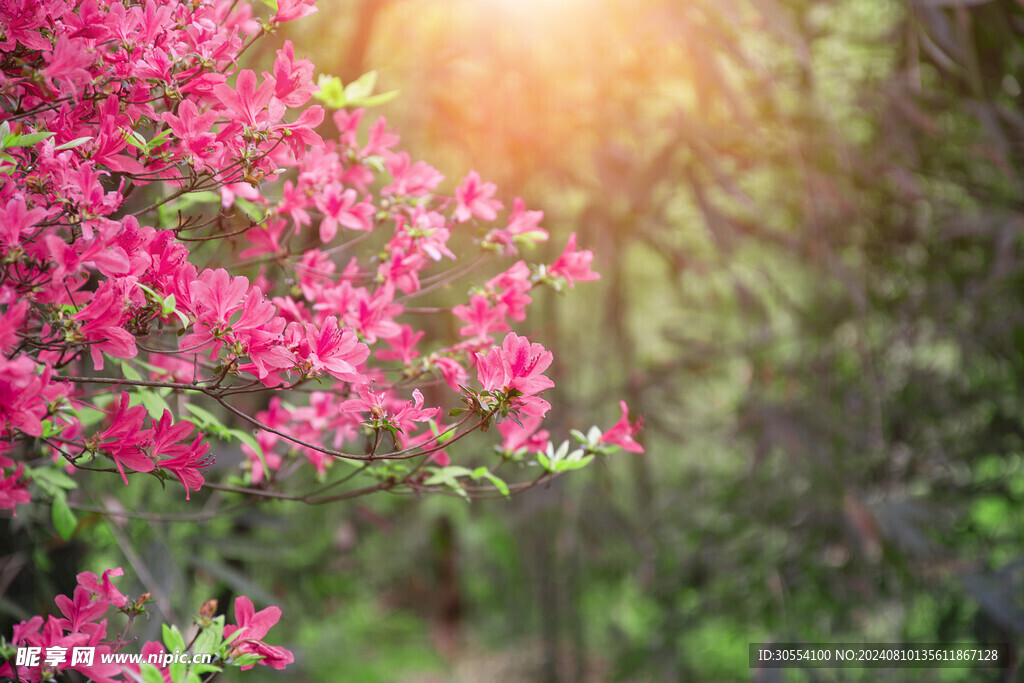 杜鵑花圖片