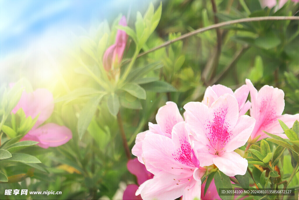 杜鵑花圖片