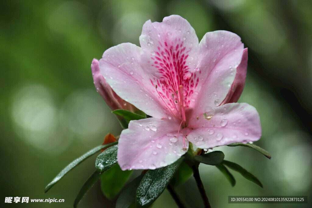 杜鵑花圖片
