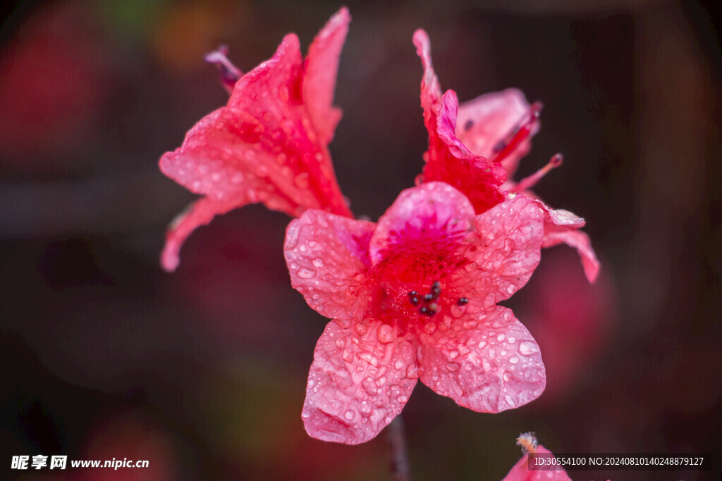 杜鵑花 圖片