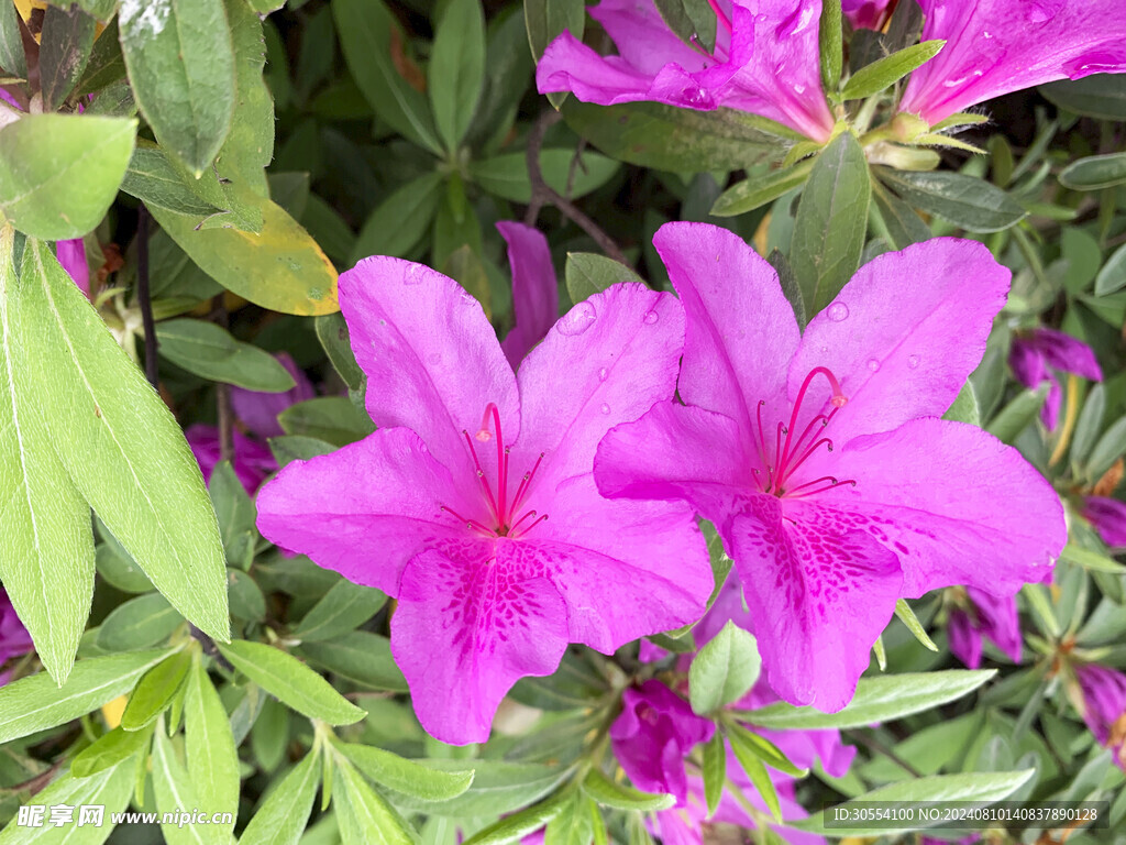 杜鵑花 圖片
