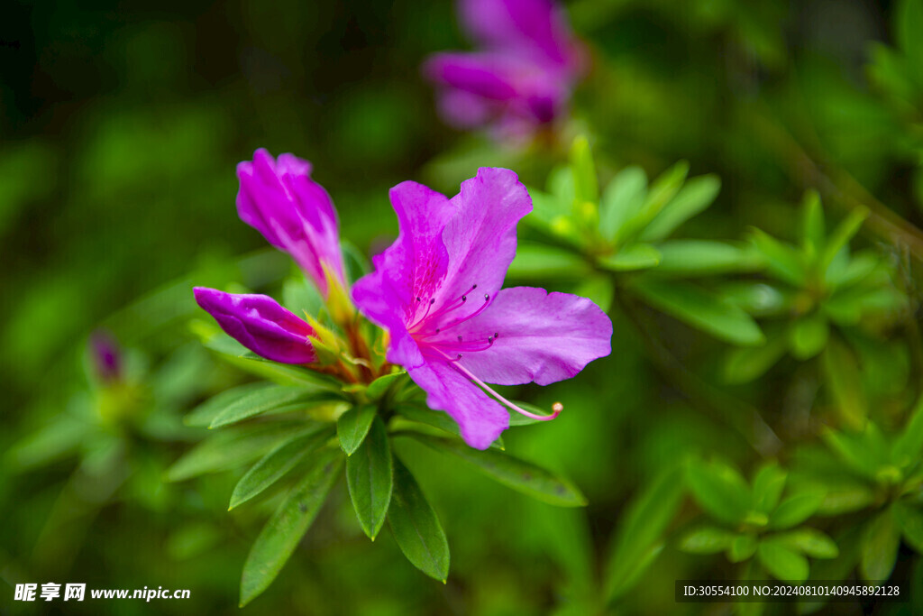 杜鵑花圖片