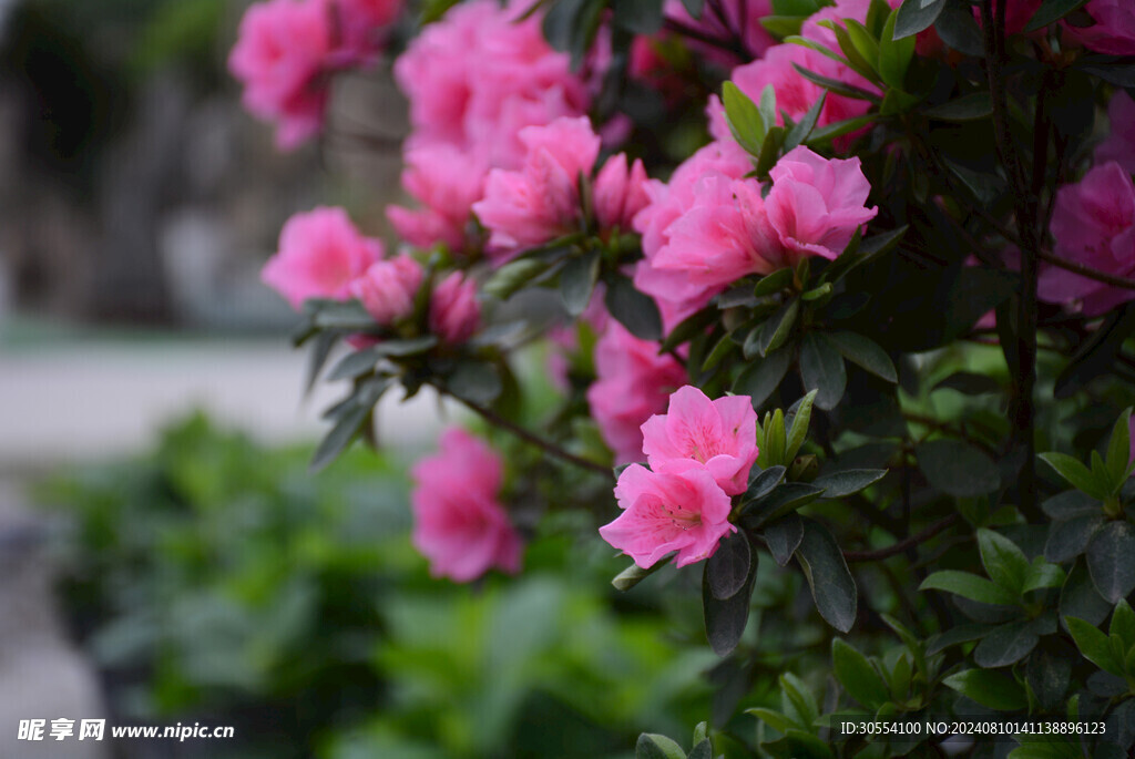 杜鵑花圖片