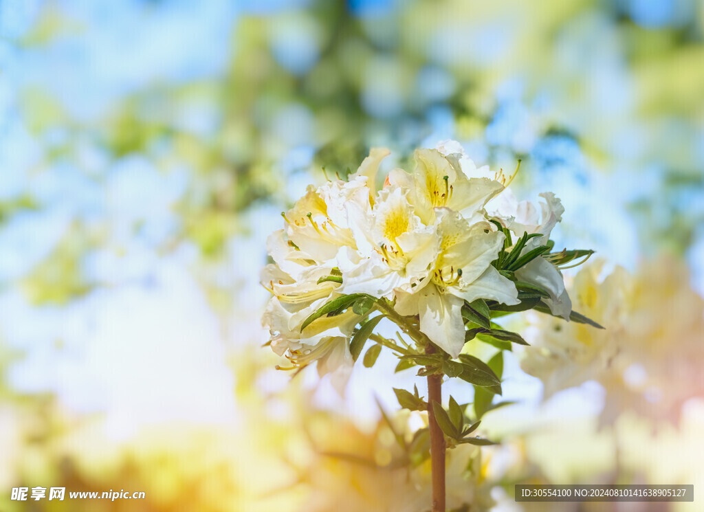 杜鵑花圖片