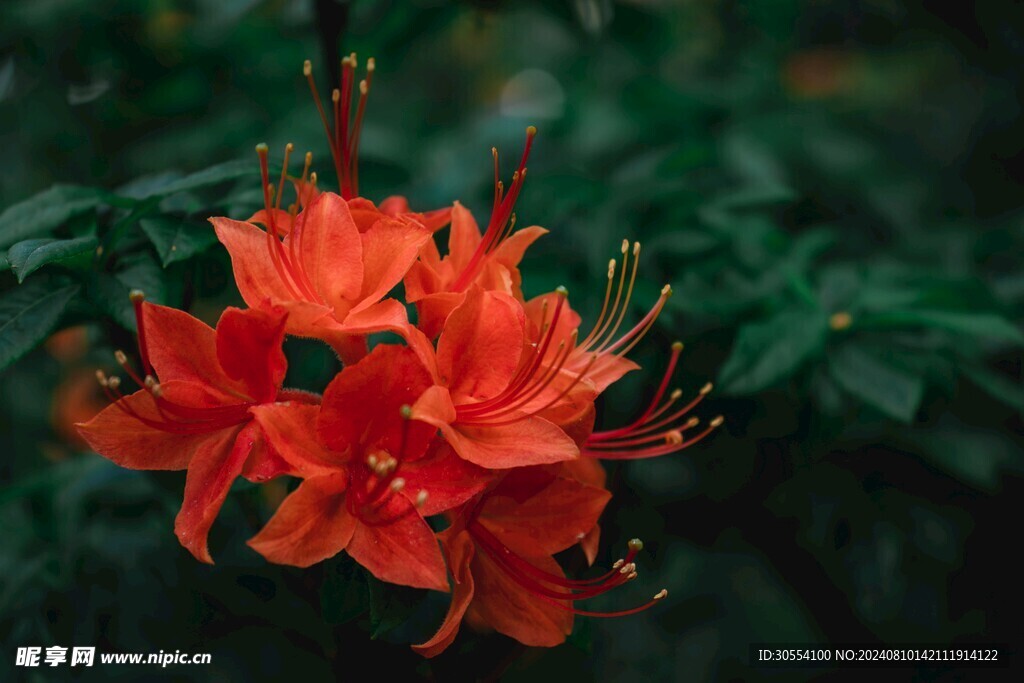 杜鵑花 圖片
