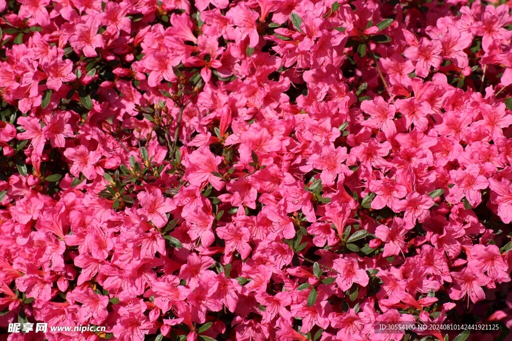 杜鵑花圖片
