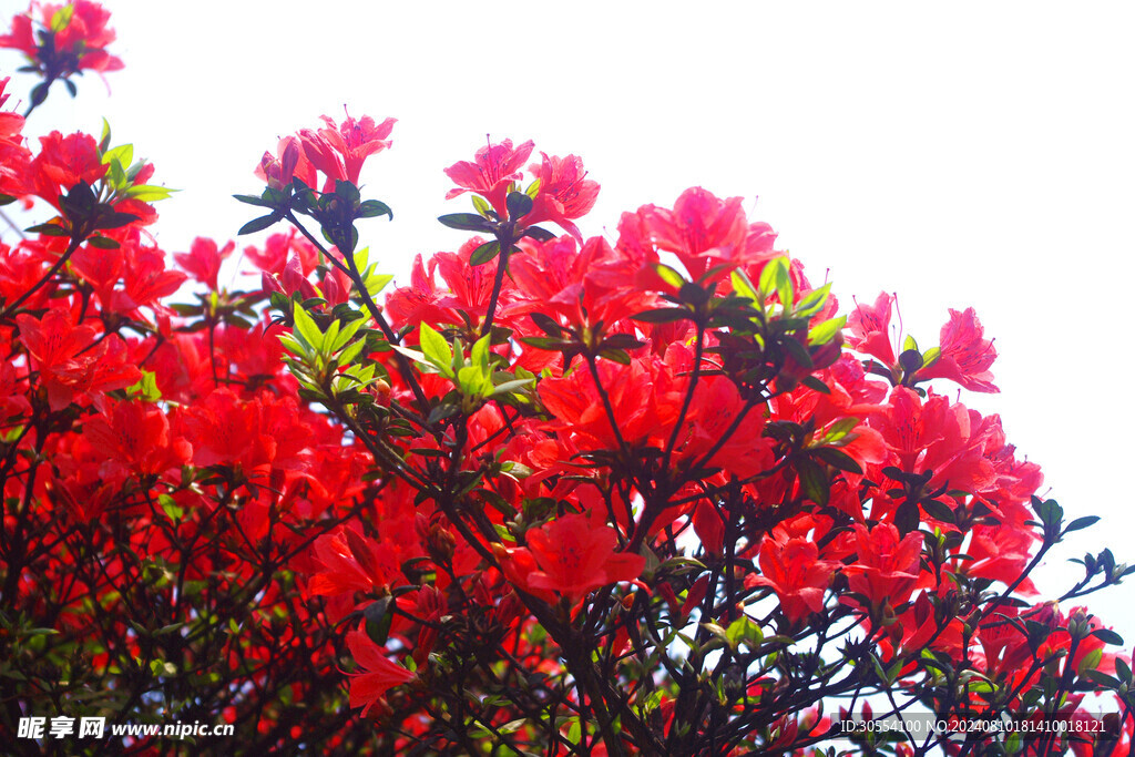 杜鵑花 圖片