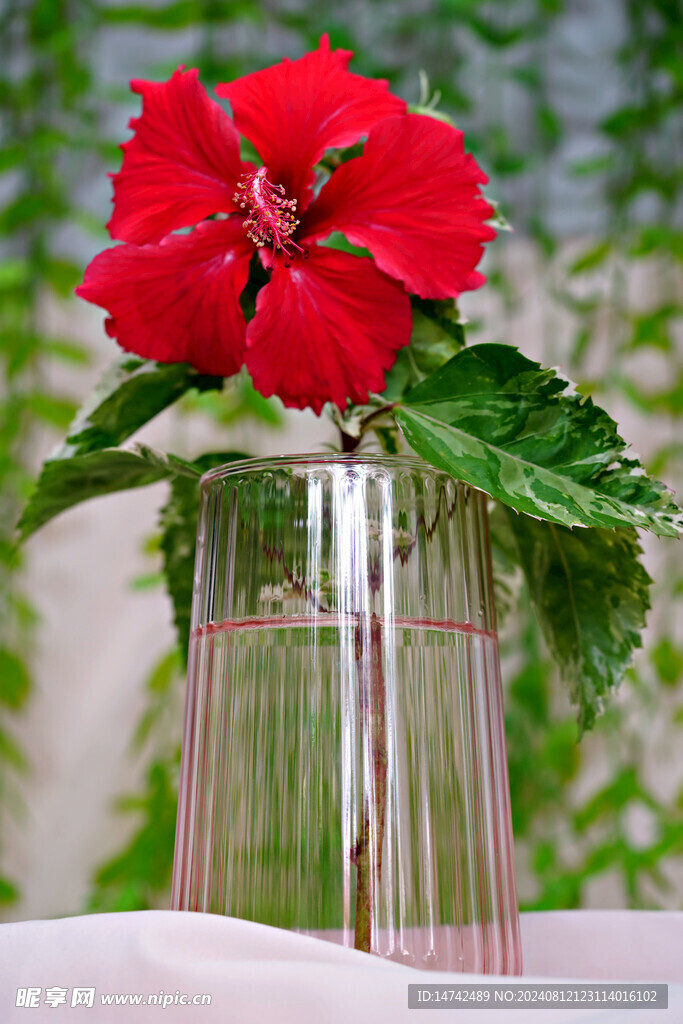 紅色芙蓉花插花