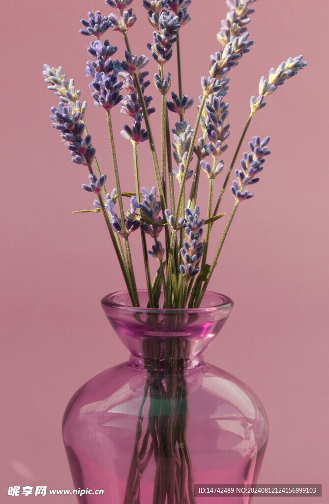 薰衣草插花