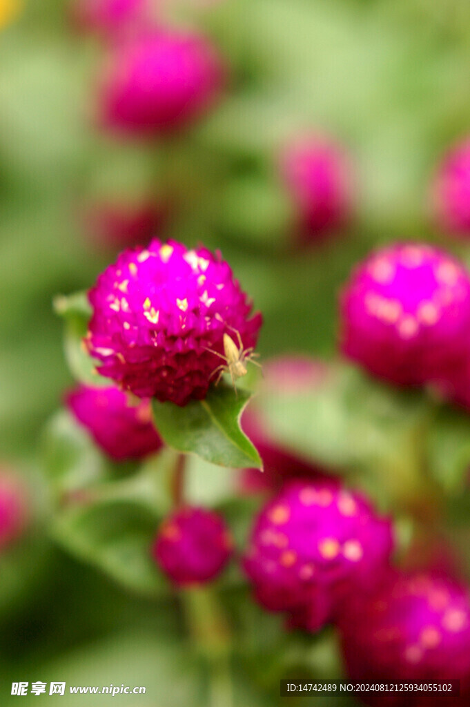 鮮花盛開