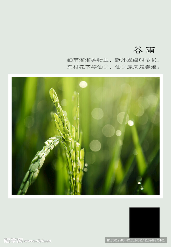 二十四節氣 谷雨