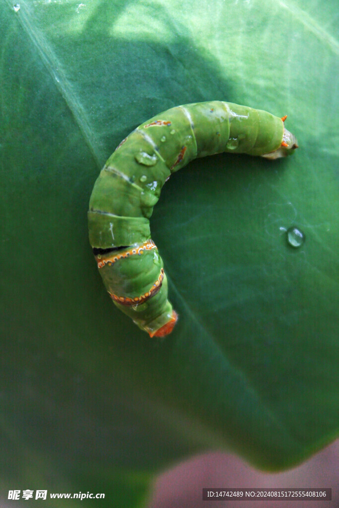 綠色昆蟲
