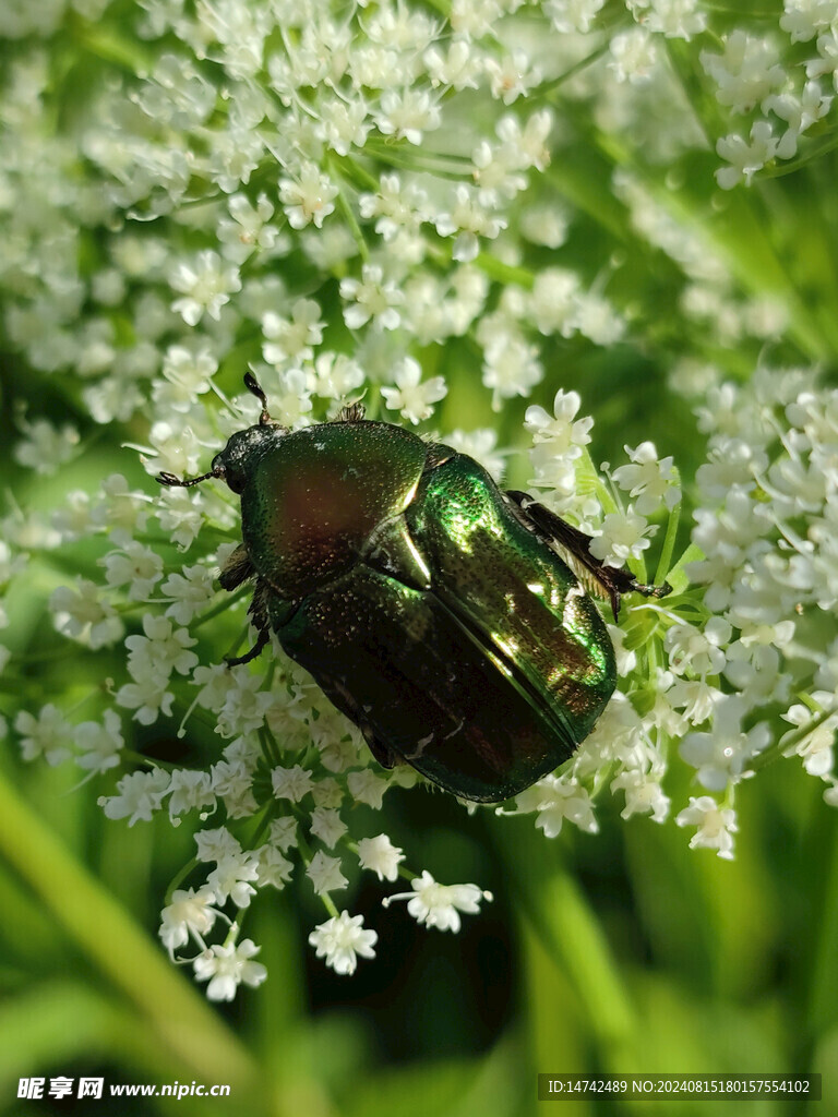 拍花叢甲蟲
