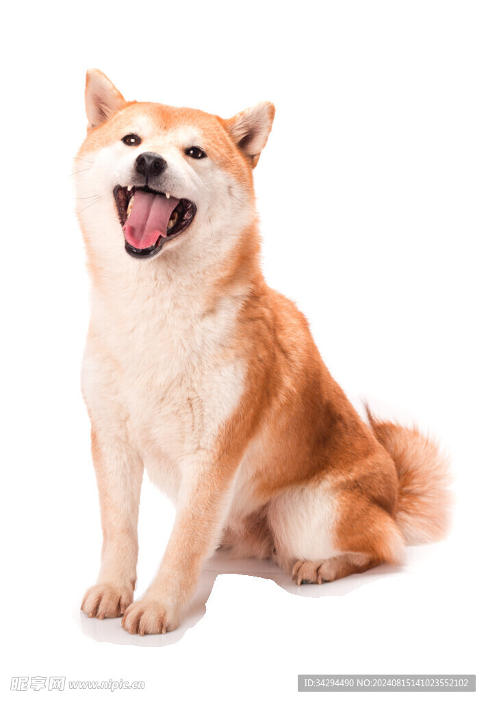 柴犬