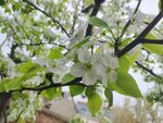 梨花