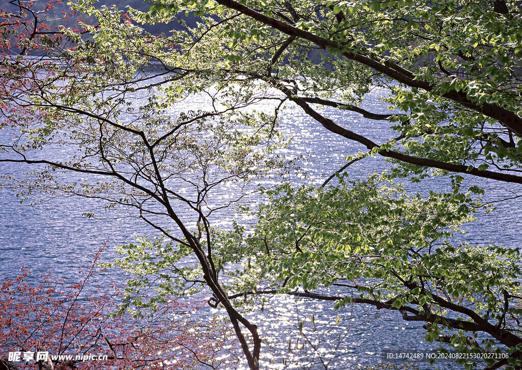 綠樹山水