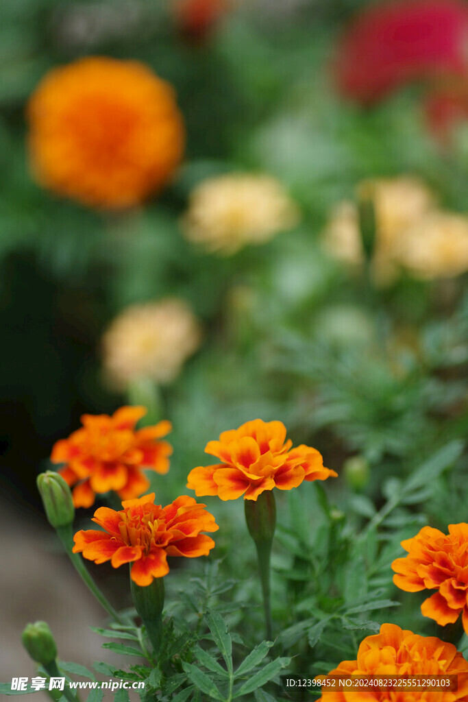 漂亮的非洲菊花朵
