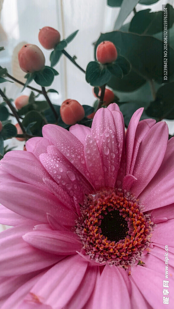 非洲菊花朵