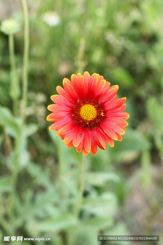 非洲菊花朵