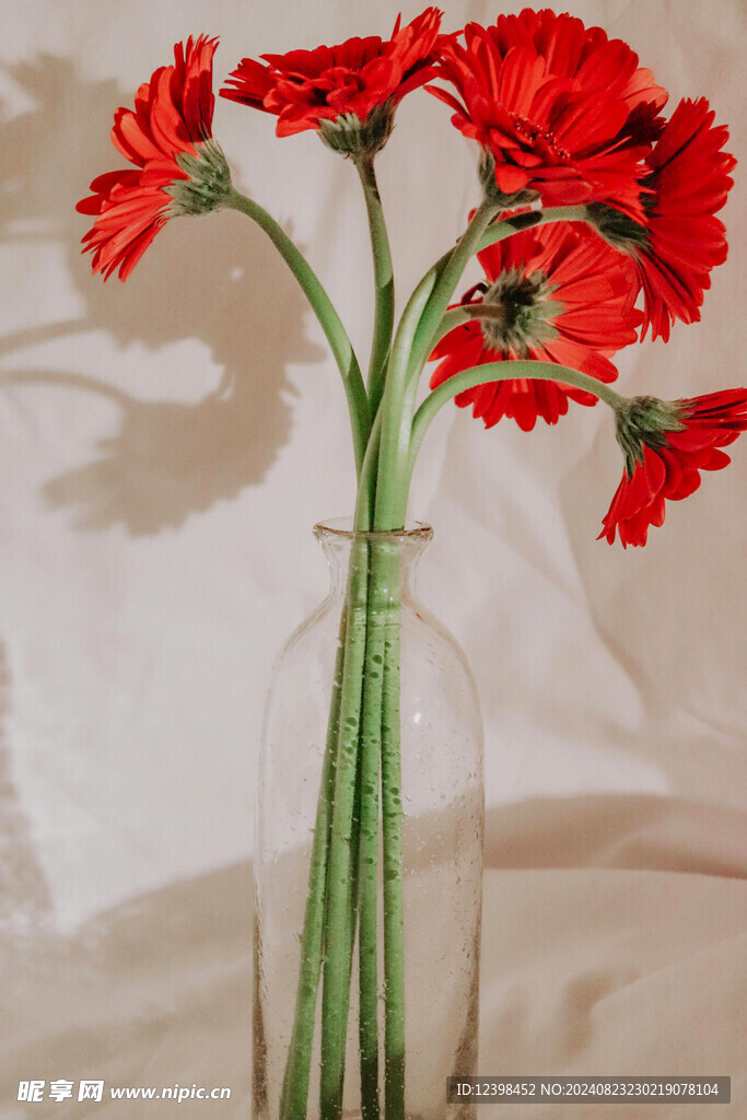 美麗的非洲菊鮮花