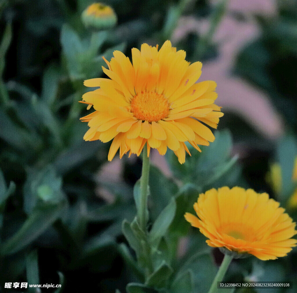 美麗的非洲菊鮮花