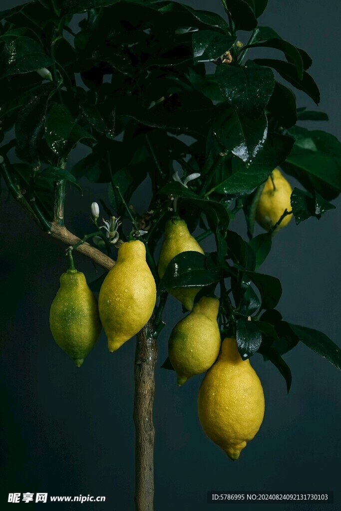 檸檬樹