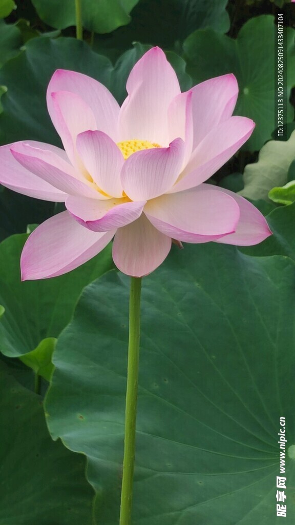 夏荷 
