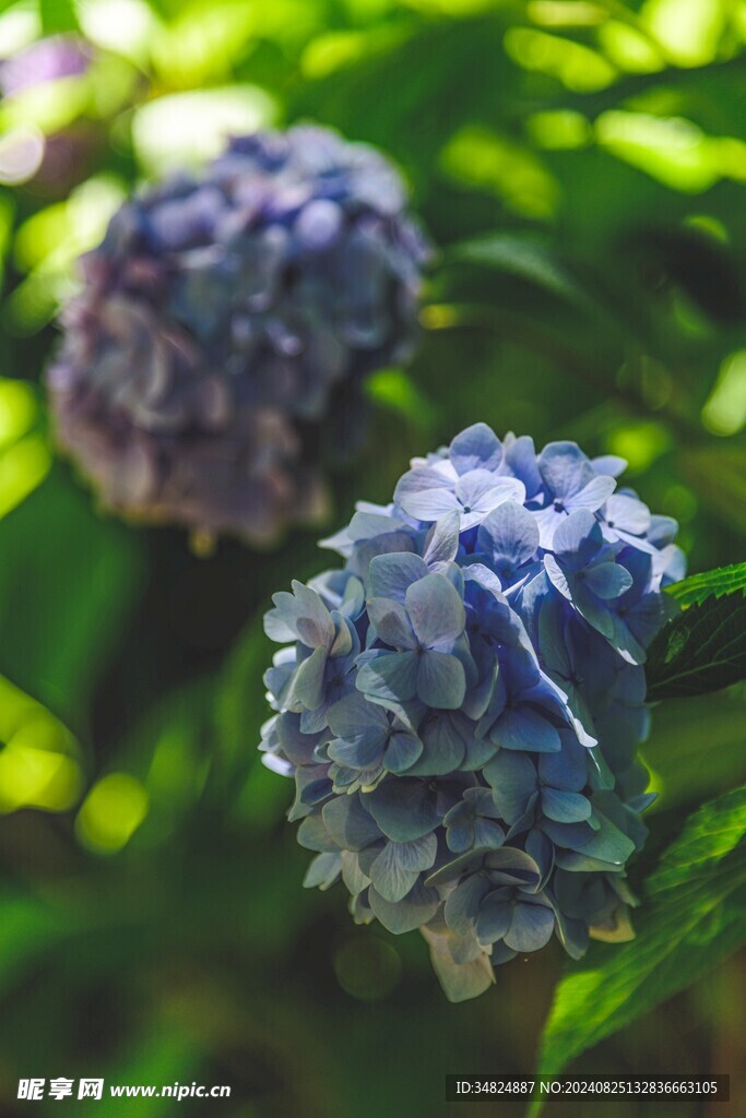 藍色繡球花