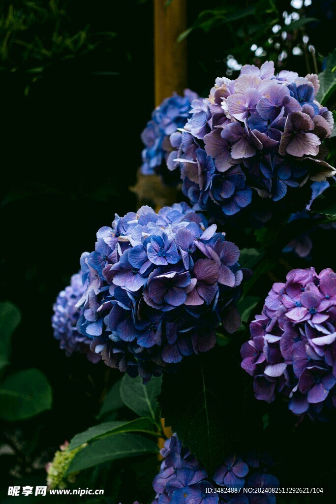 藍色繡球花